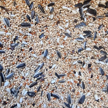 Cockatiel and Big Parakeet Mix Bird Food