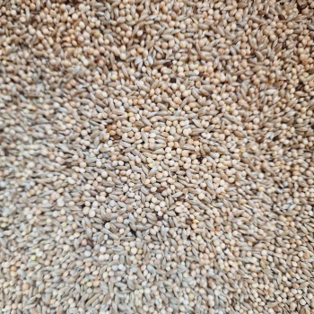 Budgie Seed Mix