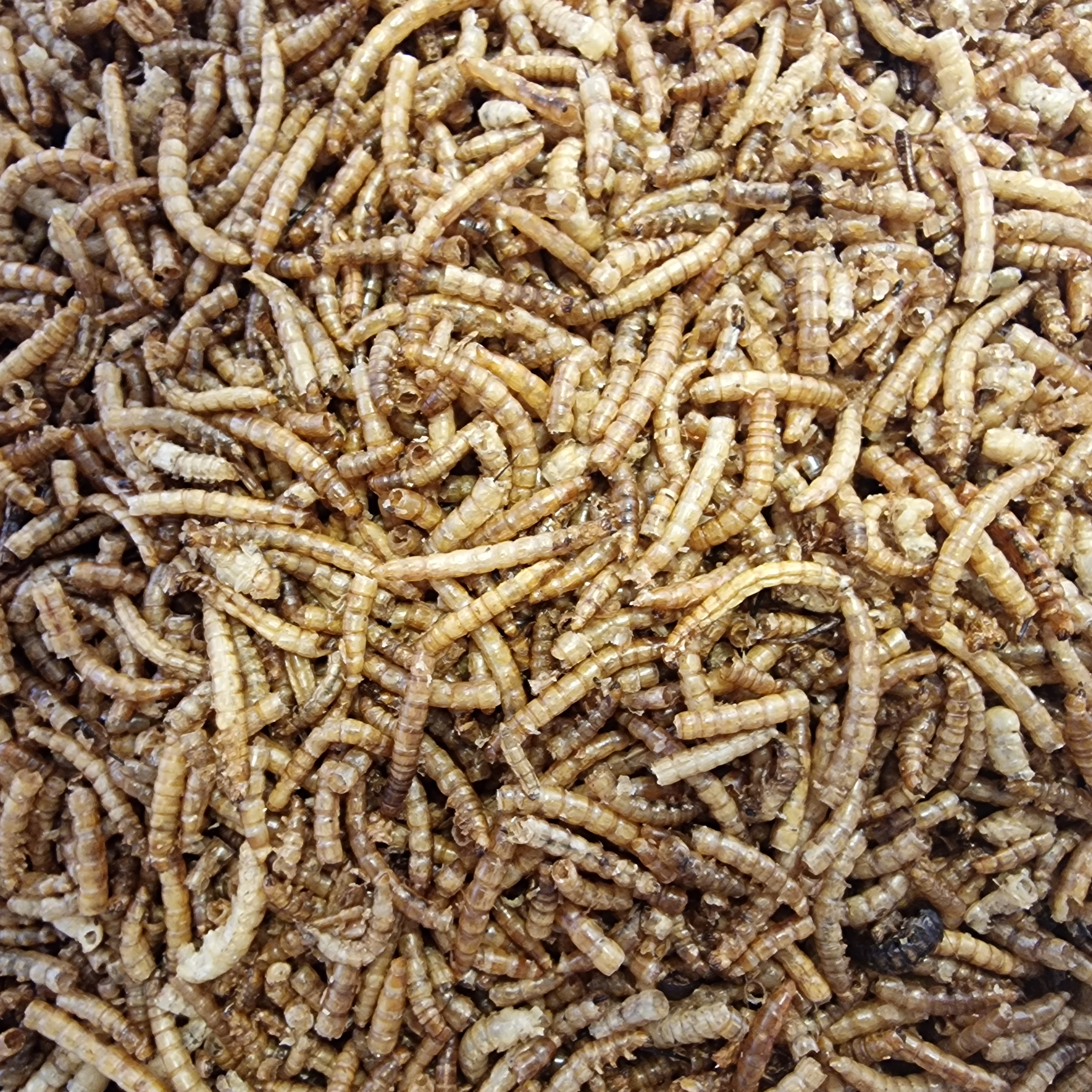 Dried Mealworms