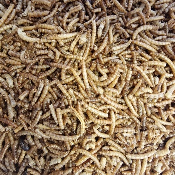 Dried Mealworms